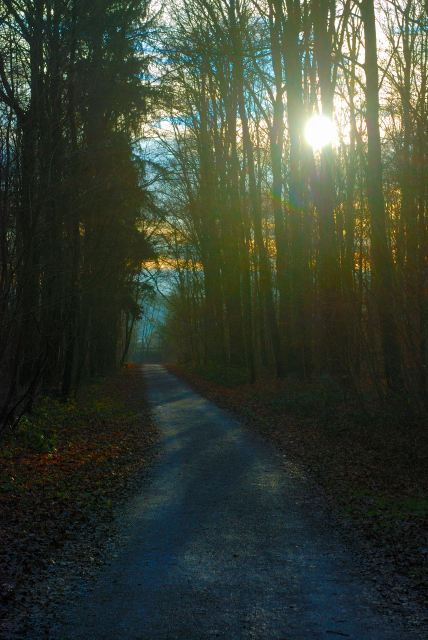 Waldweg in den Sonnenuntergang