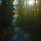 Waldweg in den Sonnenuntergang