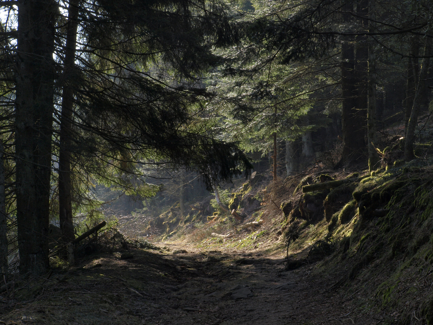 Waldweg in den Vogesen