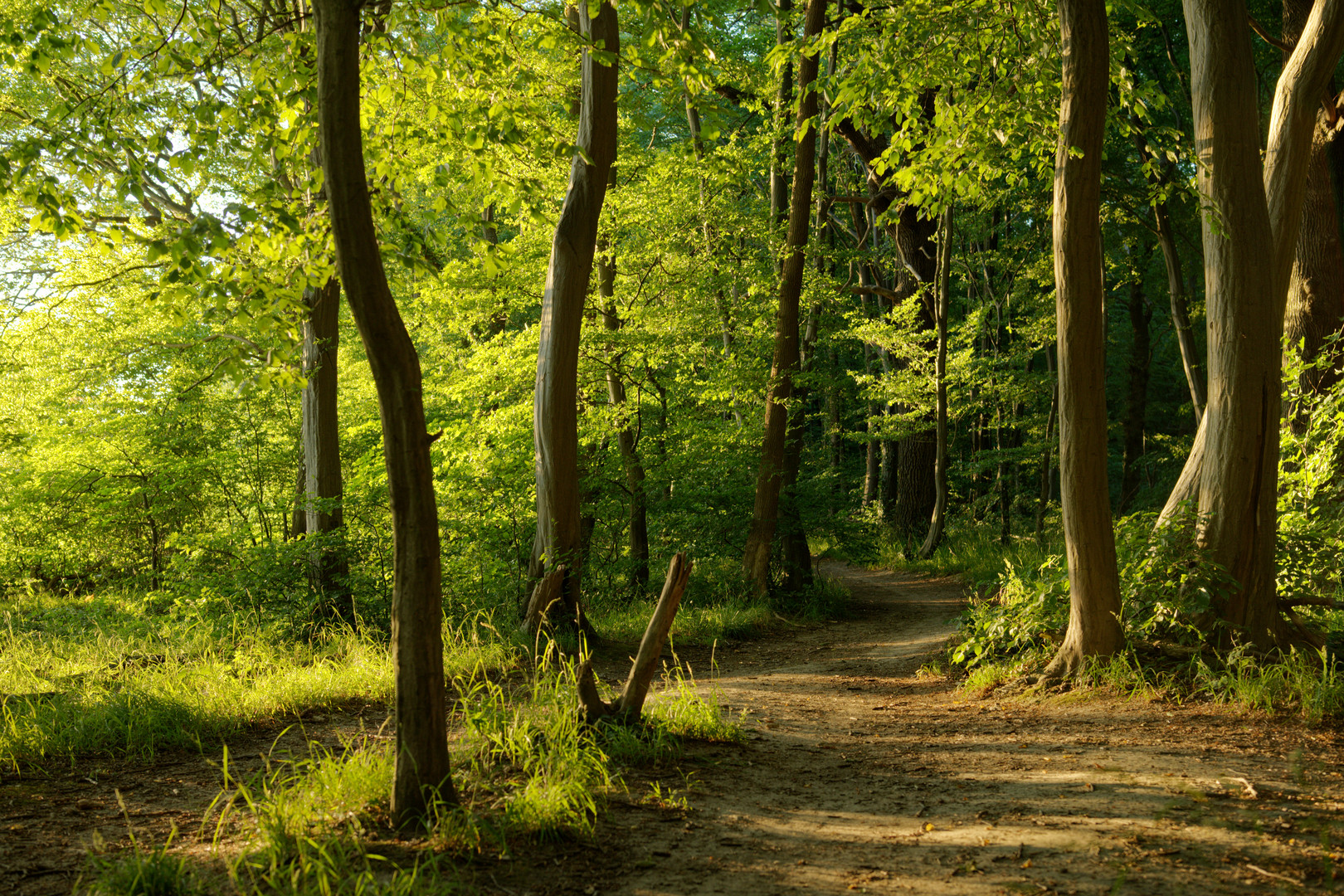 Waldweg in der Abendsonne