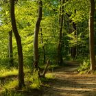 Waldweg in der Abendsonne