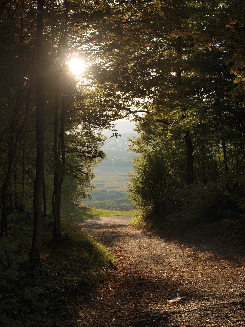 Waldweg in der Fränkischen Schweiz