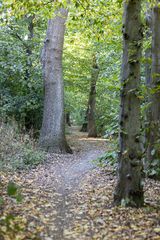 Waldweg in der Gropius Stadt