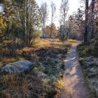 Waldweg in der Heide