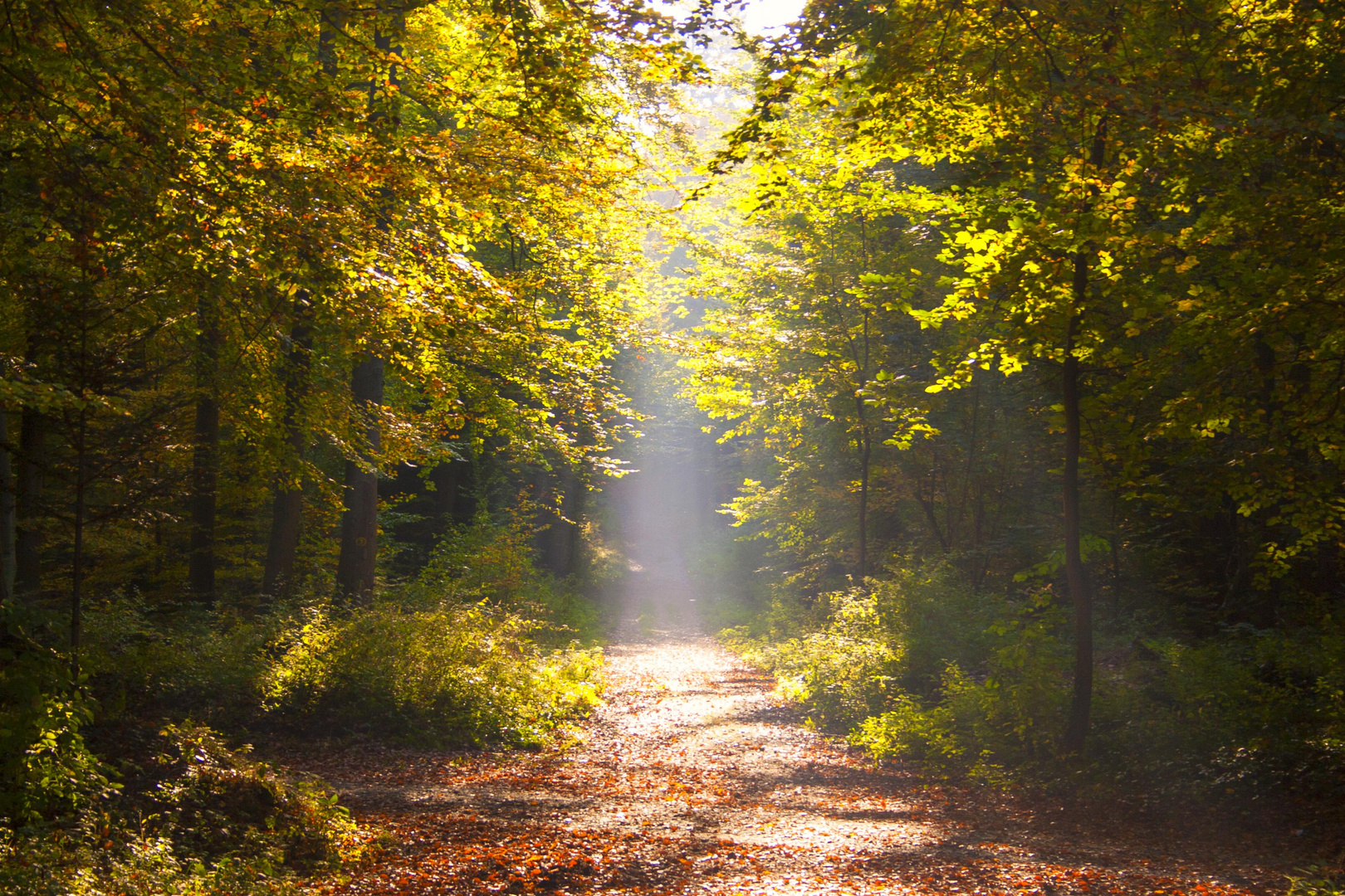 Waldweg in der Herbstsonne