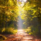 Waldweg in der Herbstsonne