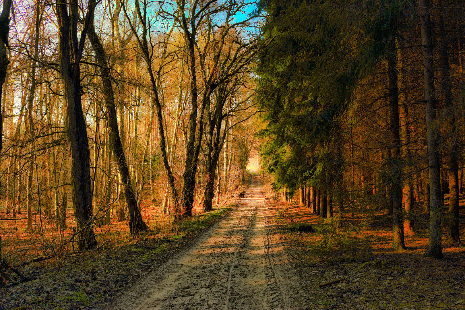 Waldweg in der Märkischen Schweiz