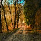 Waldweg in der Märkischen Schweiz