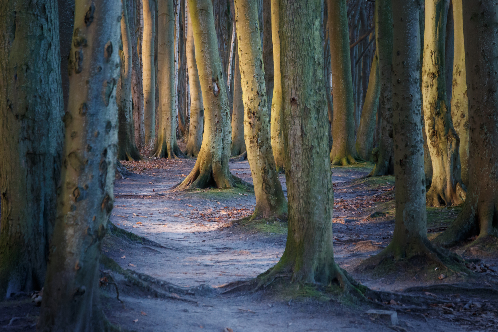 Waldweg in der Morgensonne