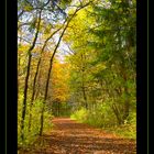 Waldweg in die Harmonie