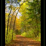 Waldweg in die Harmonie