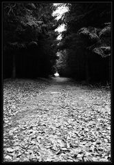 waldweg in diesem winter...