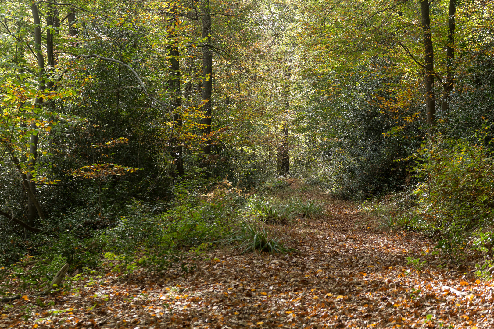 Waldweg in diesen Tagen 2