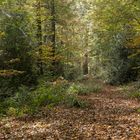 Waldweg in diesen Tagen 2