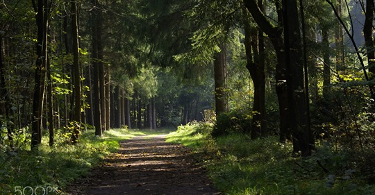 Waldweg in frischen Grün