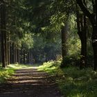 Waldweg in frischen Grün