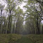 Waldweg in Holland