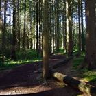 "Waldweg in Richtung Siede Alpe"