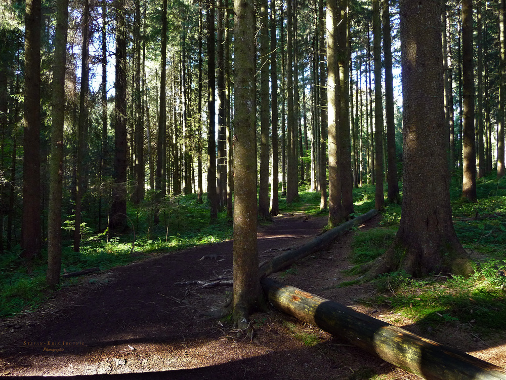 "Waldweg in Richtung Siede Alpe"