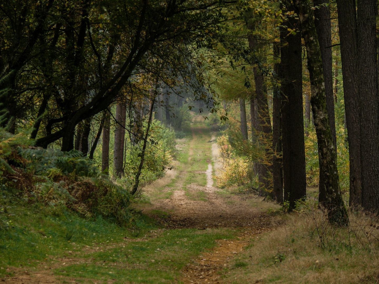 Waldweg in Schermbeck / NRW