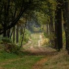 Waldweg in Schermbeck / NRW