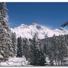 WALDWEG IN ST. MORITZ