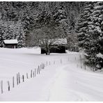 Waldweg in Torgon