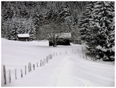 Waldweg in Torgon