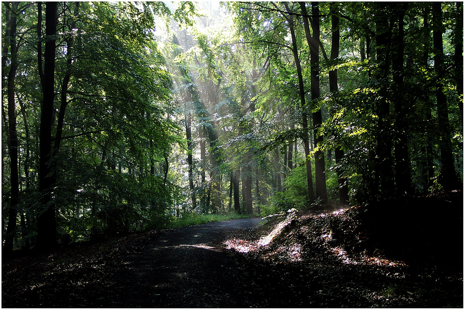 Waldweg in Wehrheim