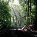 Waldweg in Wehrheim