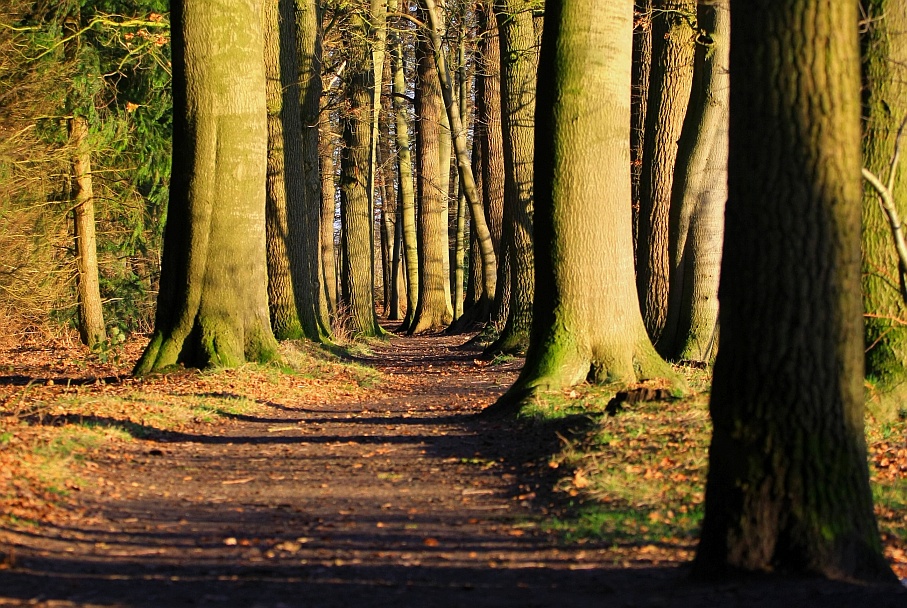 Waldweg in Wintersonne