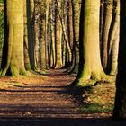 Waldweg in Wintersonne