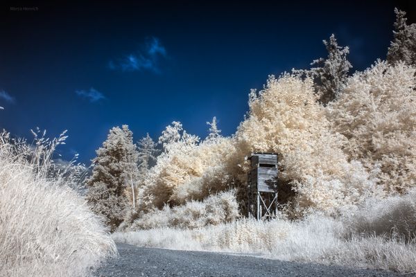 Waldweg Infrarot