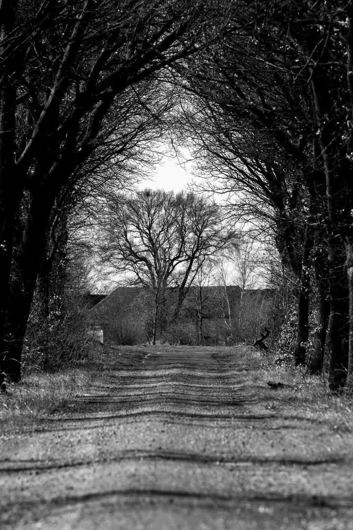 Waldweg ins Licht