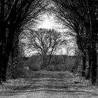 Waldweg ins Licht