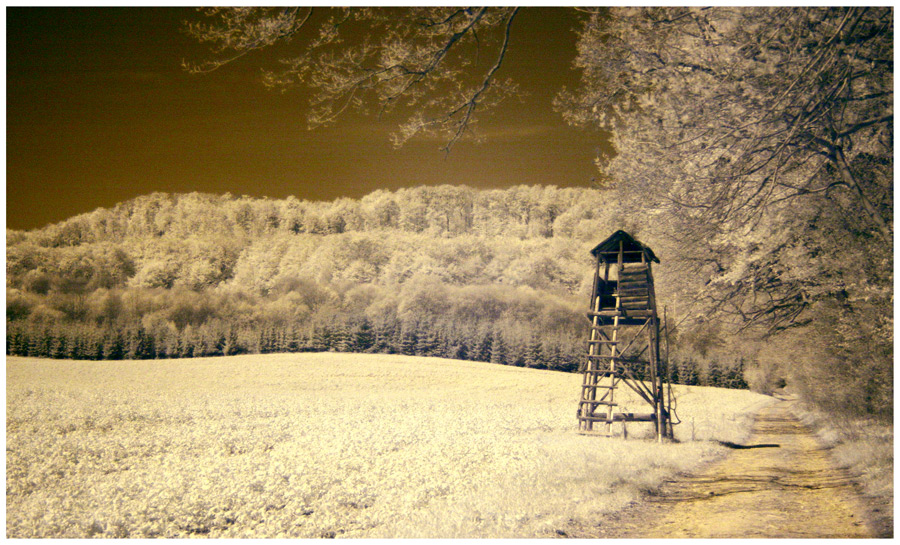 Waldweg (IR)