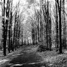 Waldweg IR (Ilford SFX200)