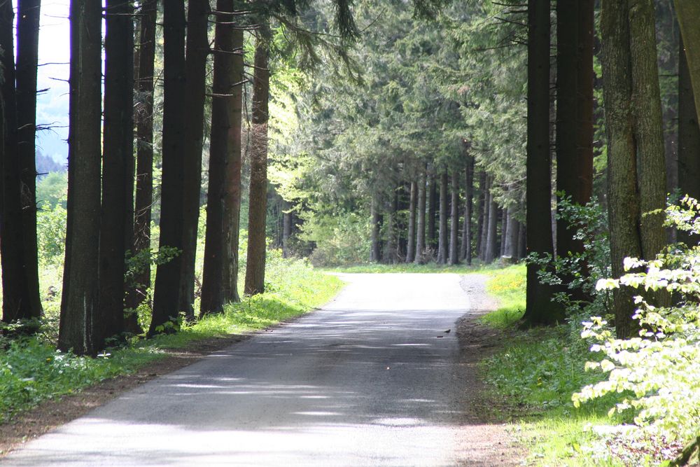 Waldweg (IV)