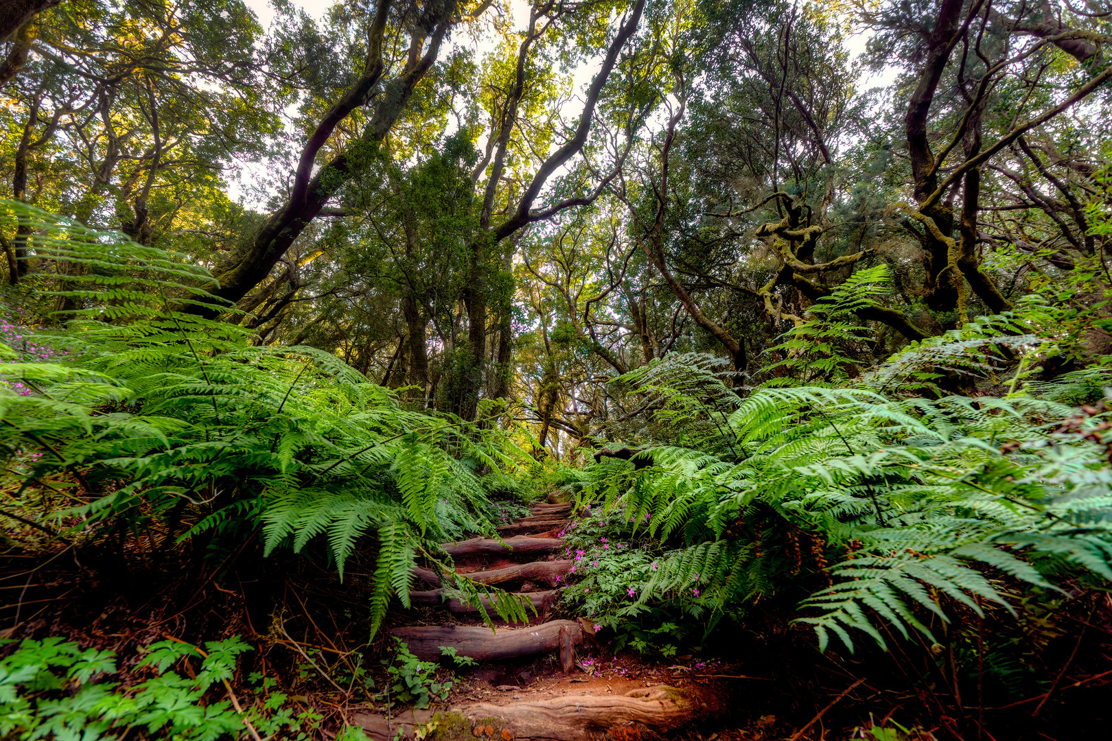  Waldweg La Gomera