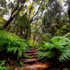  Waldweg La Gomera