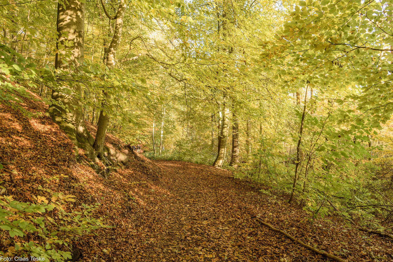 Waldweg Lieth Wald bei Bad Fallingbostel