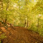 Waldweg Lieth Wald bei Bad Fallingbostel