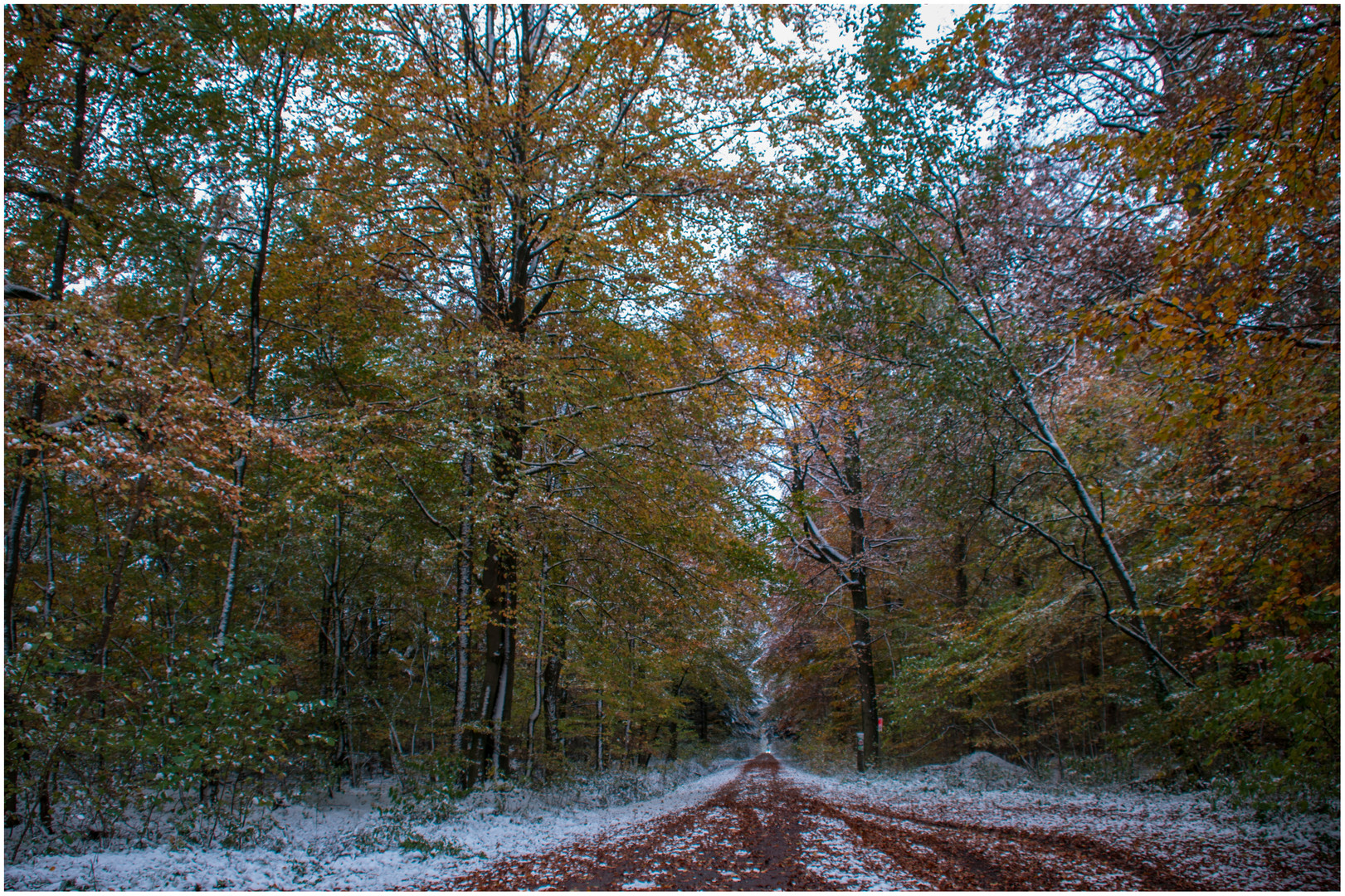 Waldweg mir Schnee