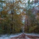 Waldweg mir Schnee