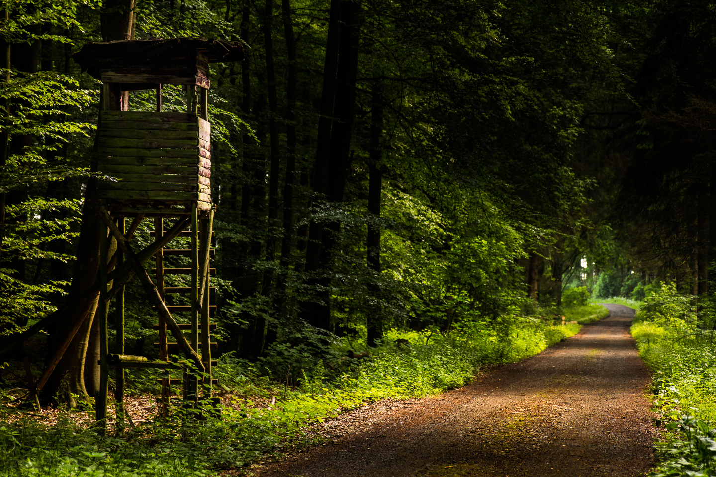 Waldweg mit Aussicht