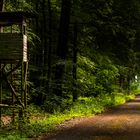 Waldweg mit Aussicht