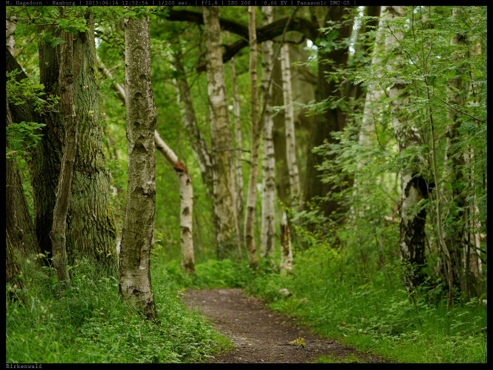 Waldweg mit Birken