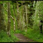 Waldweg mit Birken