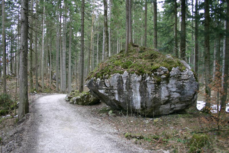 Waldweg mit Felsen