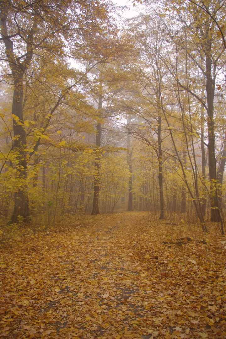 Waldweg mit Herbstlaub